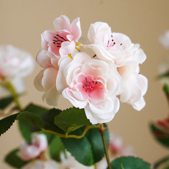 Bush rose branch, pink