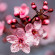 Аромамасло "Cherry blossoms", для свечей